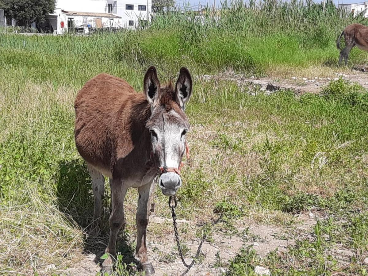 Caseta Del Delta De L'Ebre Sant Jaume d'Enveja Zewnętrze zdjęcie